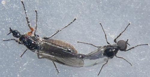 Réf. 299 799 : Dilophus antipedalis